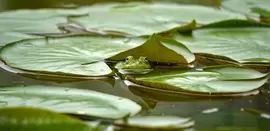 Nuttige beestjes voor een plaag-vrije tuin