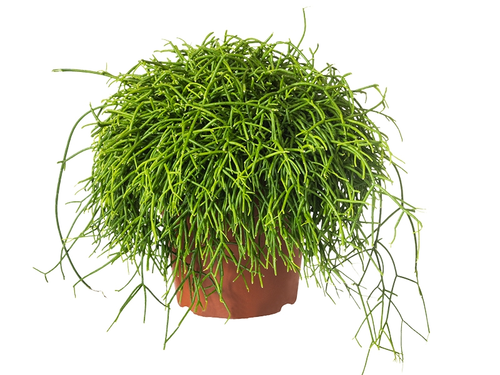 Rhipsalis: groen koraal!