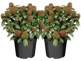 Skimmia japonica 'Rubella': wintergroene schoonheid