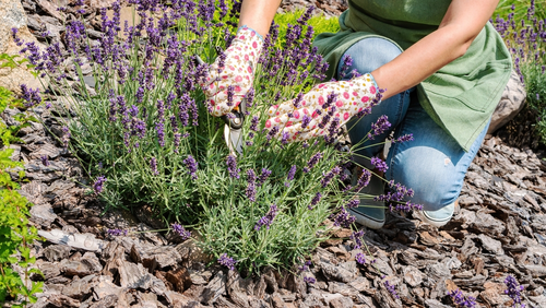 Tips & tricks voor het snoeien van lavendel