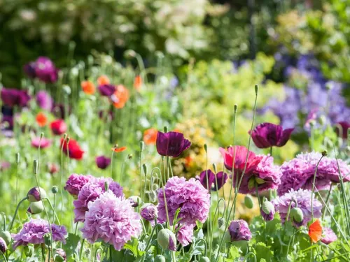 Tips voor een groenere tuin