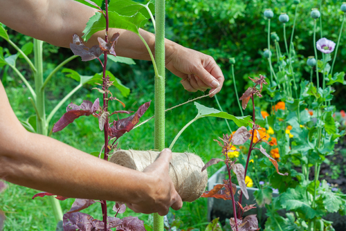 Tips voor het opbinden van klimplanten, vaste planten, kuipplanten en kamerplanten