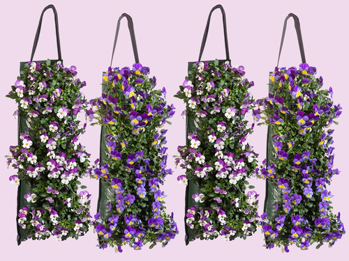 Violen in wandhanger: kleur aan de muur