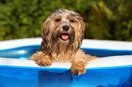 Zomertips voor jouw huisdier