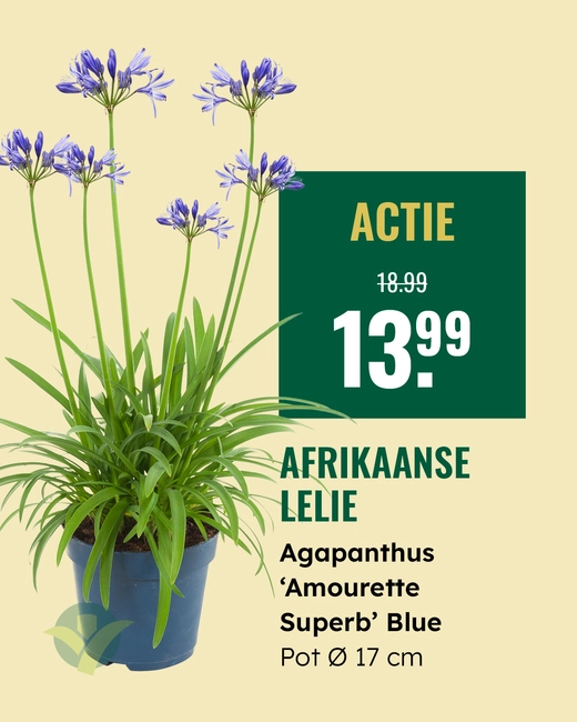 Afrikaanse Lelie
