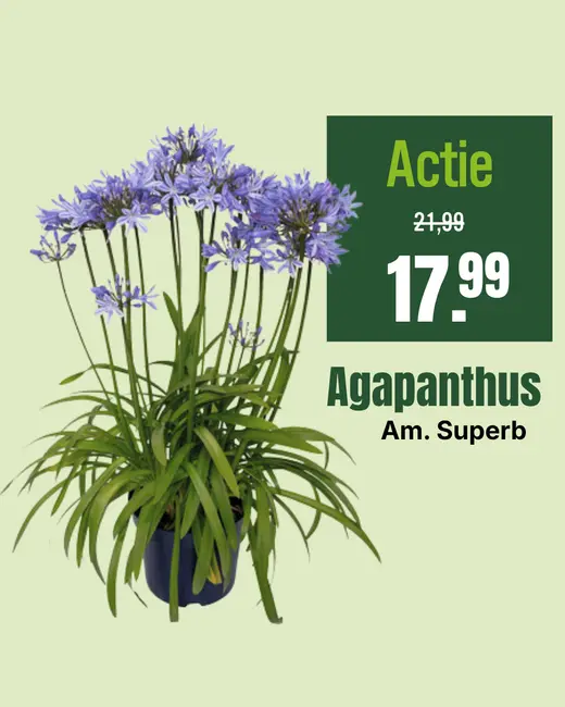 Agapanthus