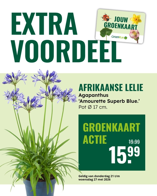 Agapanthus