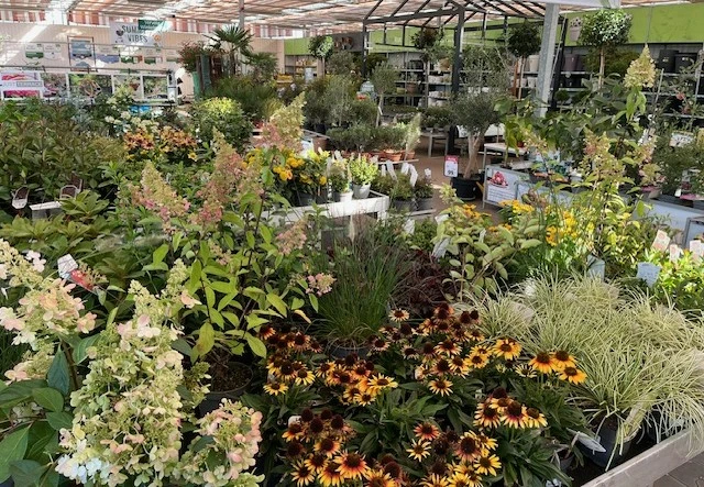 Alle buitenplanten 2+1 gratis (goedkoopste gratis)