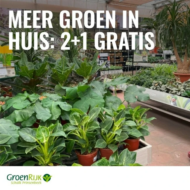 Alle Kamerplanten 2+1 Gratis