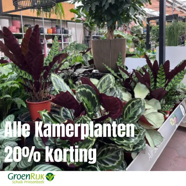 Alle kamerplanten 20% kortingt
