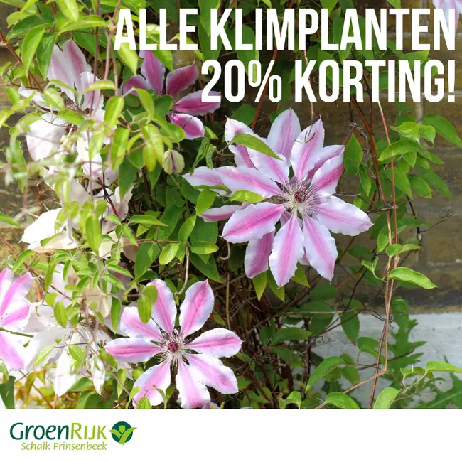 Alle klimplanten 20% korting