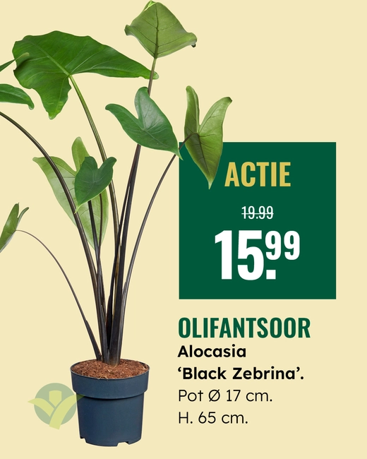 Alocasia