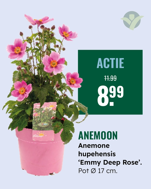 Anemoon
