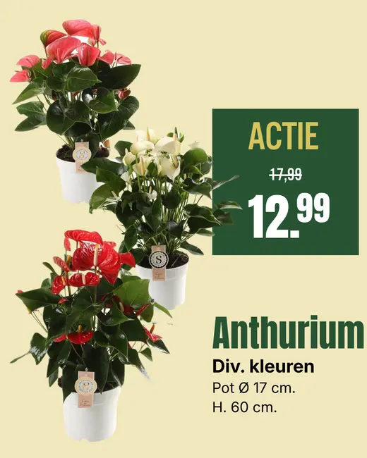 Anthurium