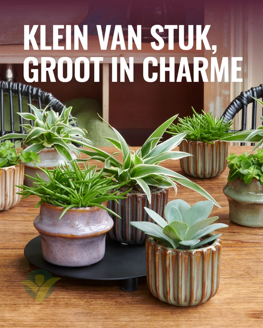 Bambino mini plantenmix
