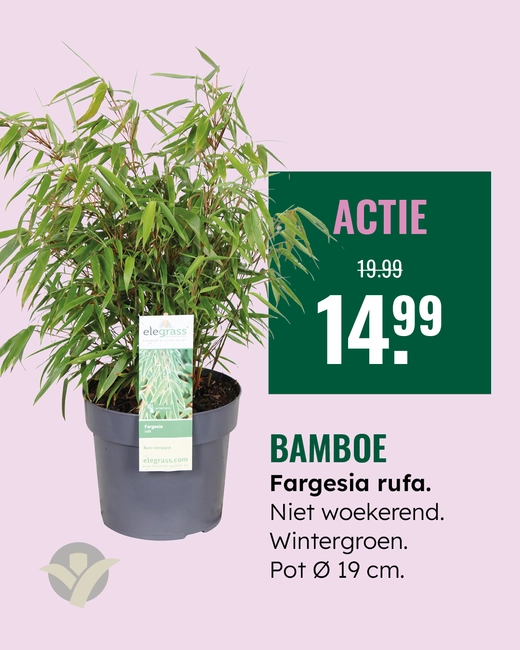 Bamboe