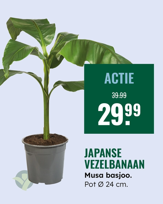 Banaan