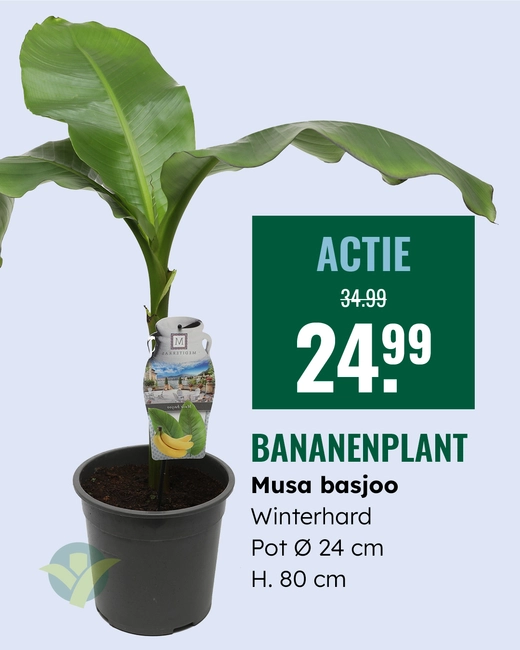 Bananenplant