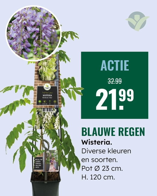 Blauwe regen