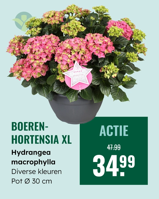 Boeren hortensia XL