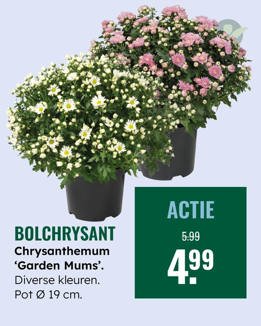Bolchrysant