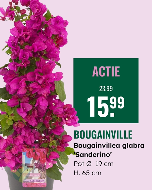 Bougainville