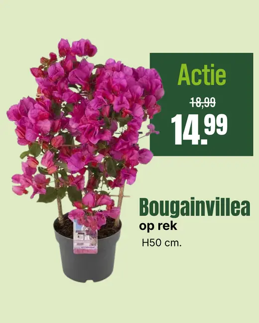 Bougainvillea