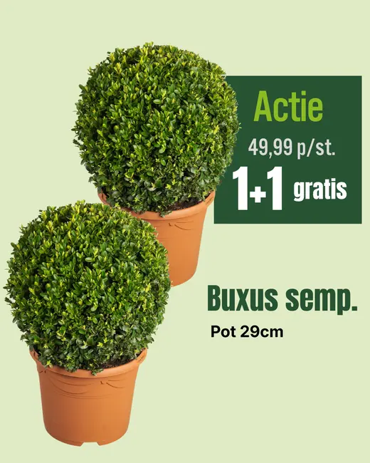 Buxus