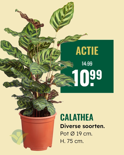 Calathea