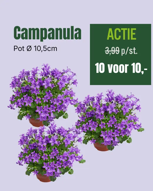 Campanula