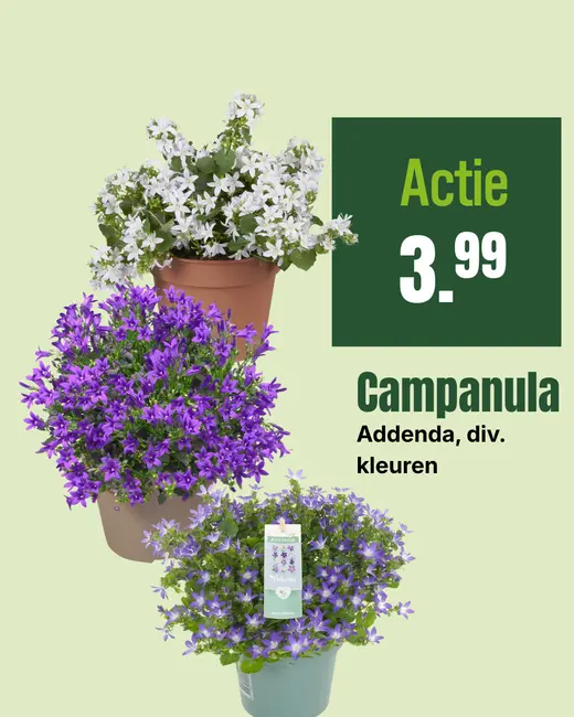 Campanula addenda