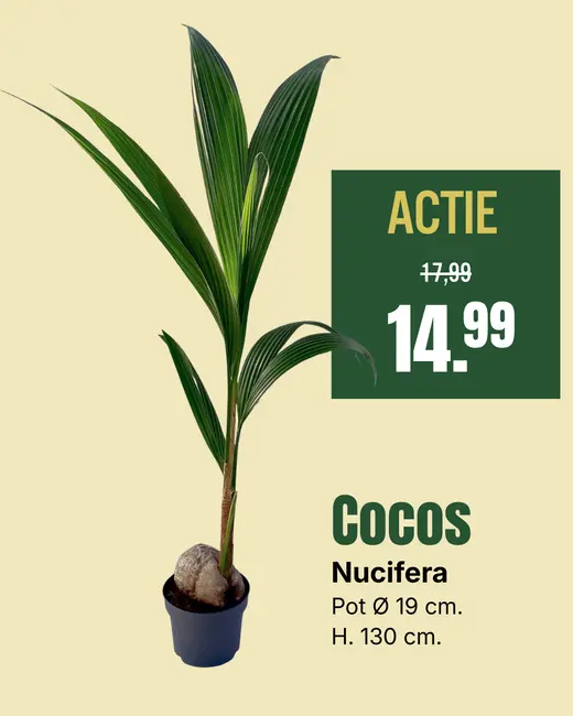 Cocos