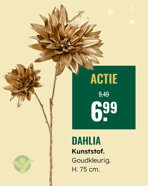 Dahlia