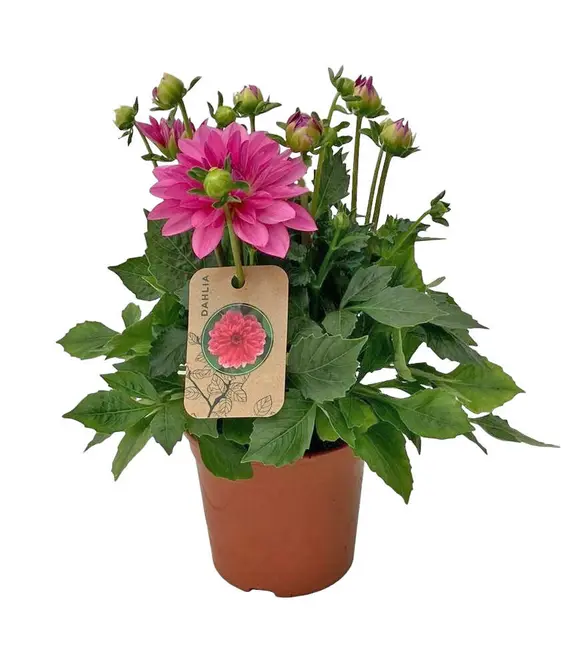 Dahlia