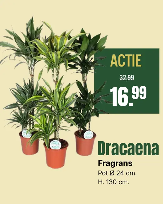 Dracaena fragrans