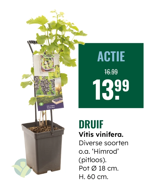 Druif