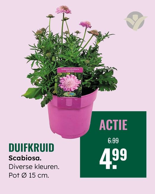 Duifkruid