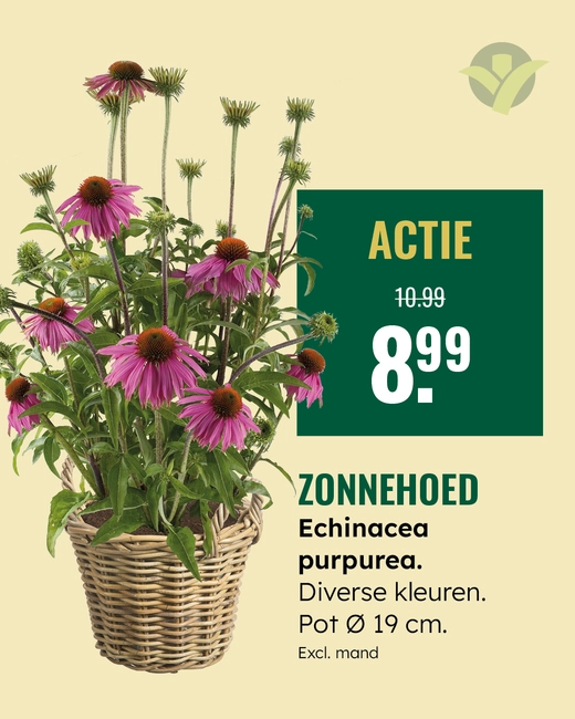 Echinacea