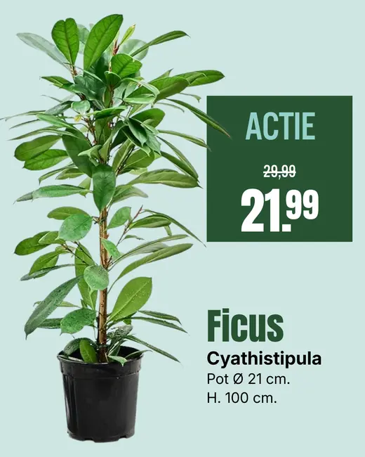 Ficus