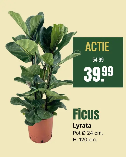 Ficus lyrata