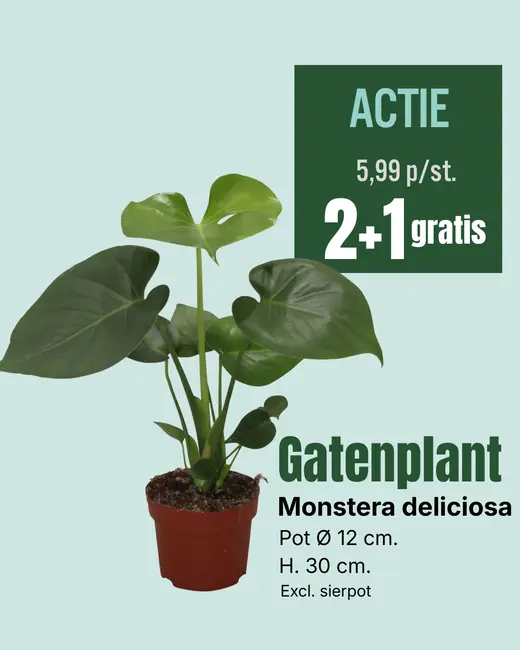Gatenplant