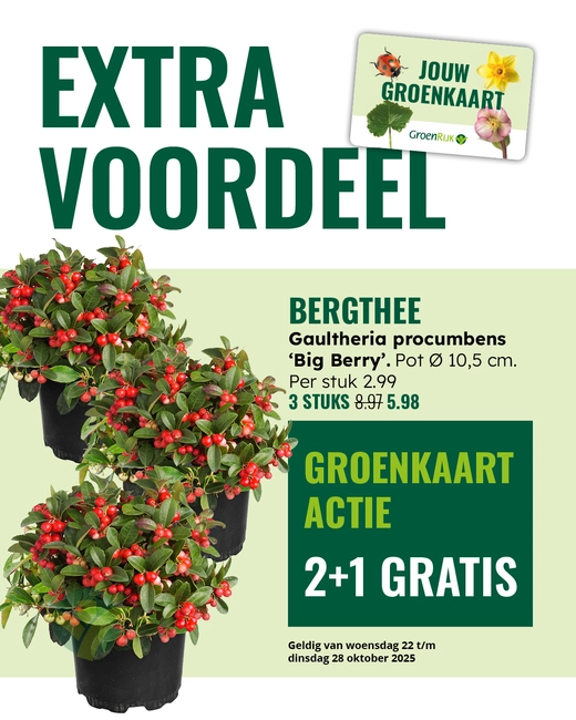 Gaultheria
