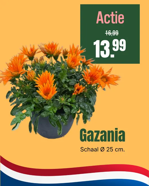 Gazania