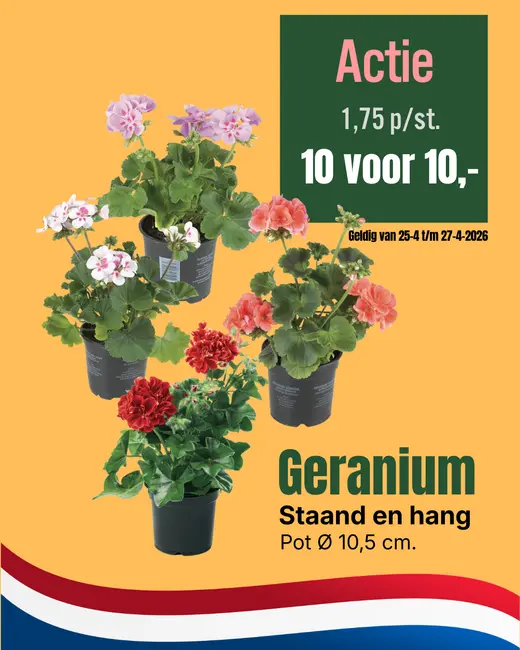 Geranium