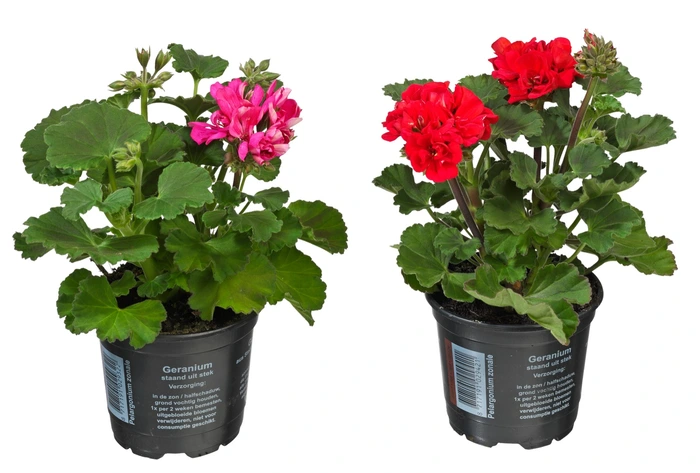 Geranium staande