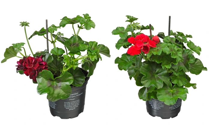 Geranium hang