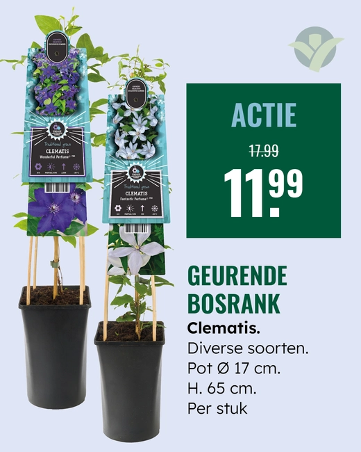Geurende bosrank