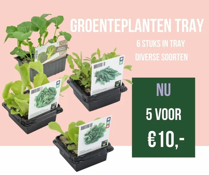 Groenteplanten