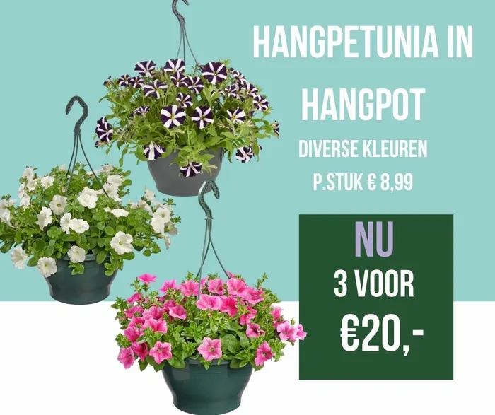 Hangpetunia in hangpot