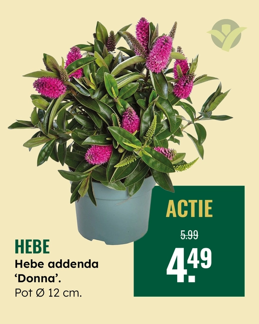 Hebe